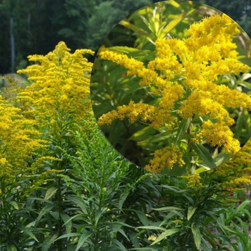 Solidago 'Baby Gold' - Kuldvits 'Baby Gold'